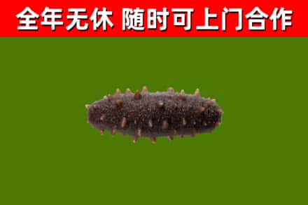 赣州烟酒回收干海参.jpg